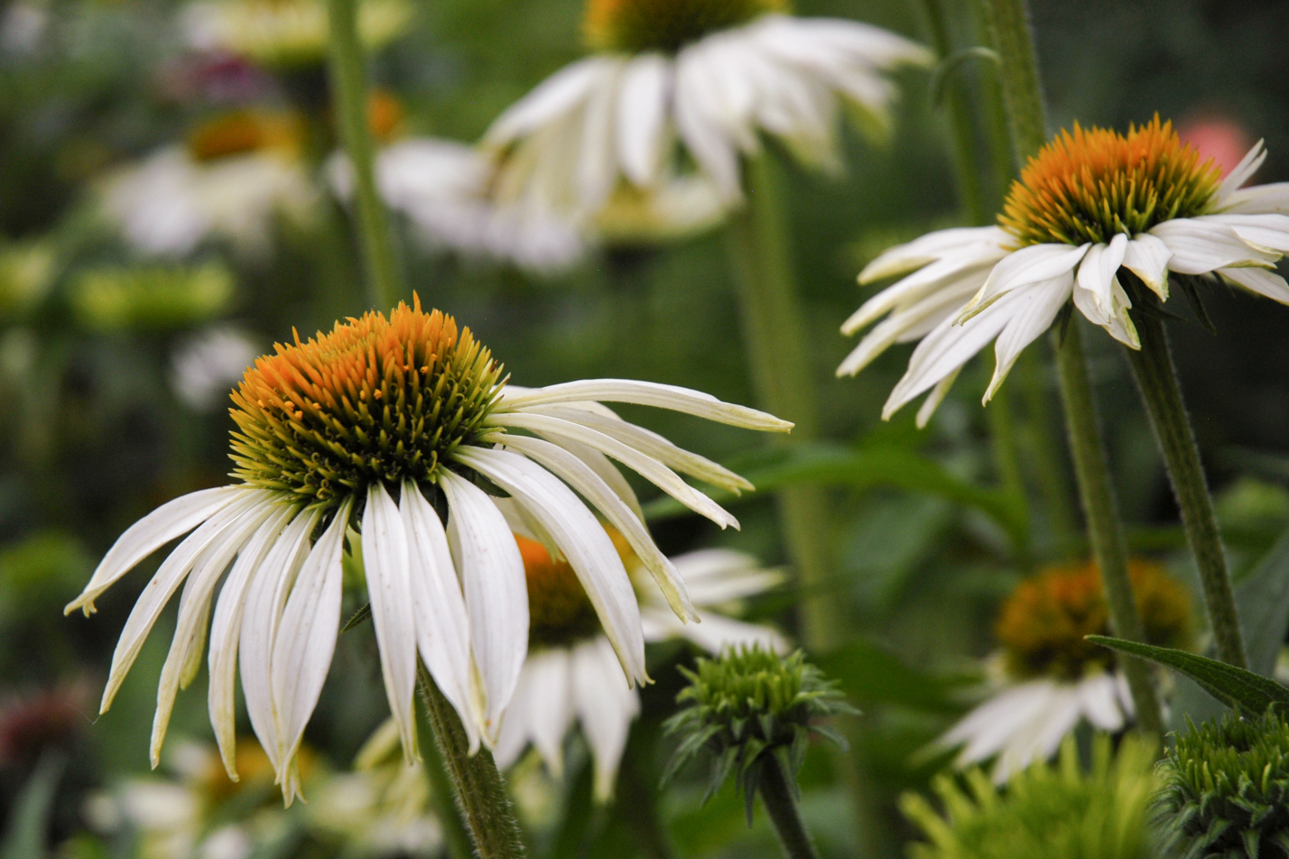 White Coneflower